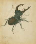 Art-Pic-Stag-Beetle-A-Durer